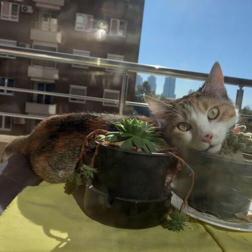 My Acii-cat-cii