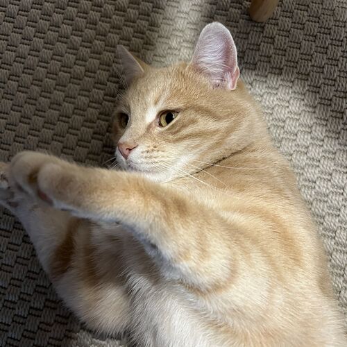 Photo #8985113