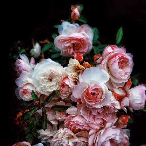Photo #8985671
