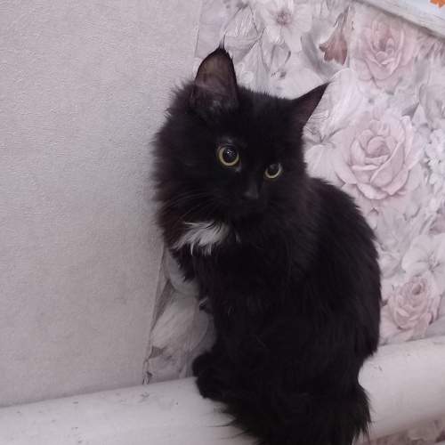 Photo #8986771