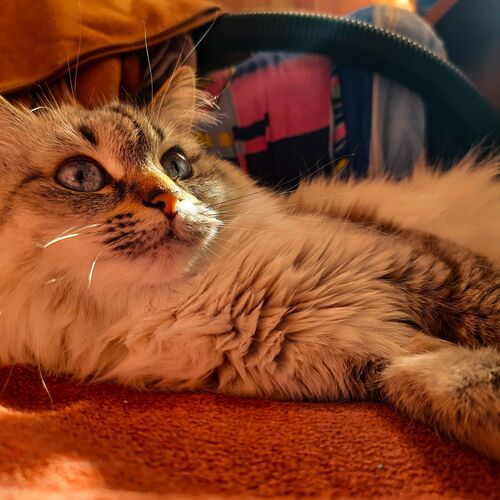 Photo #8986812