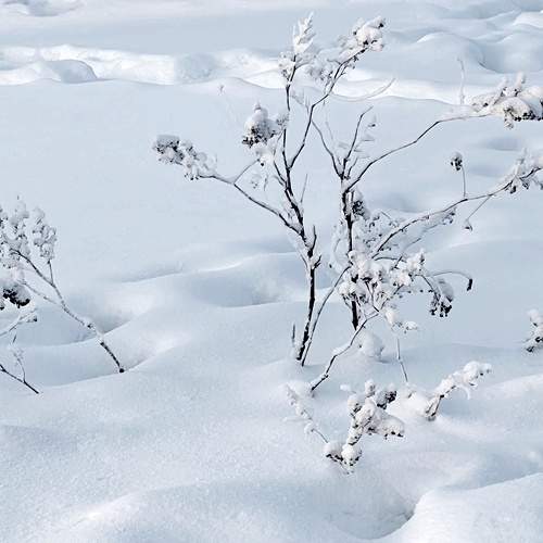 Photo #8987110