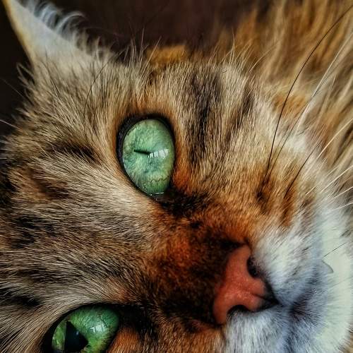 Лелик. Кот, чудом спасенный с улицы.