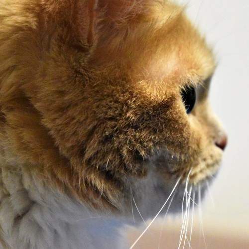 Photo #8987381
