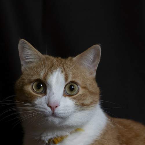 Photo #8987556