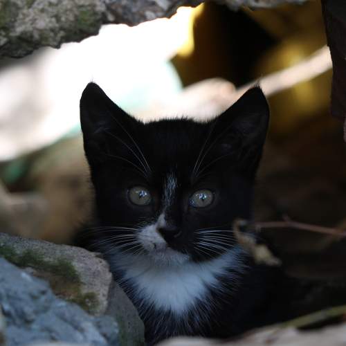 Photo #8987608