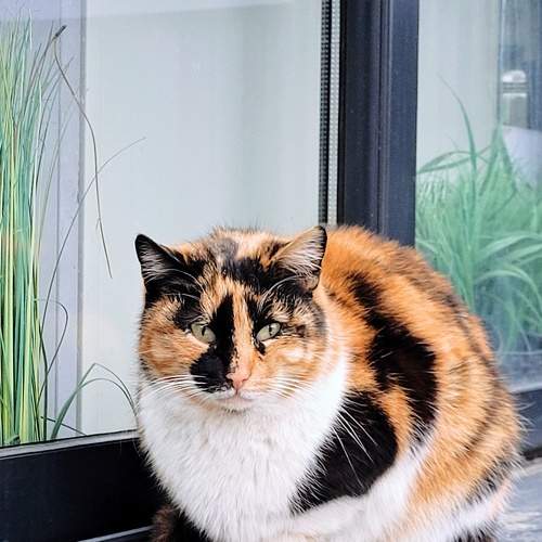 Photo #8987663