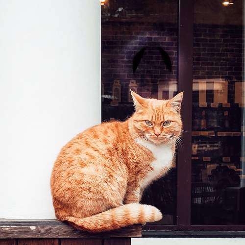 Photo #8987664