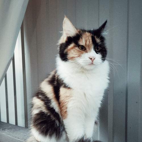 Photo #8987674