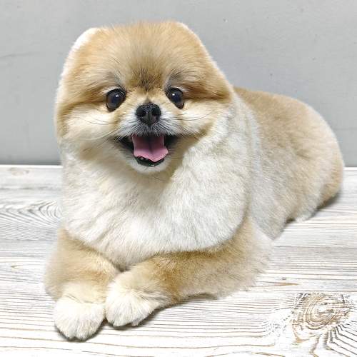 Photo #8987840