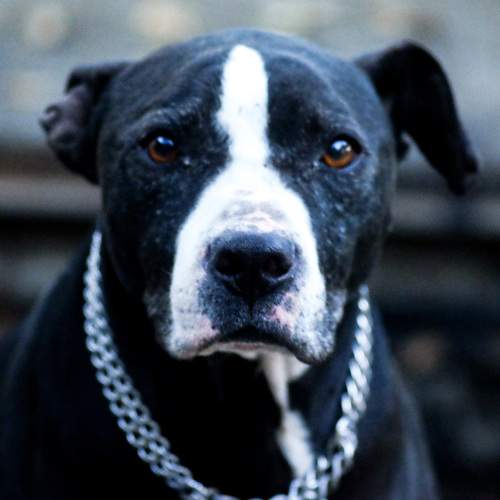 Photo #8988330