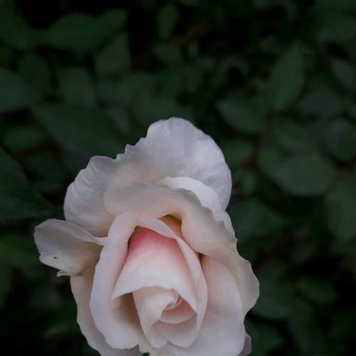 Photo #8988724
