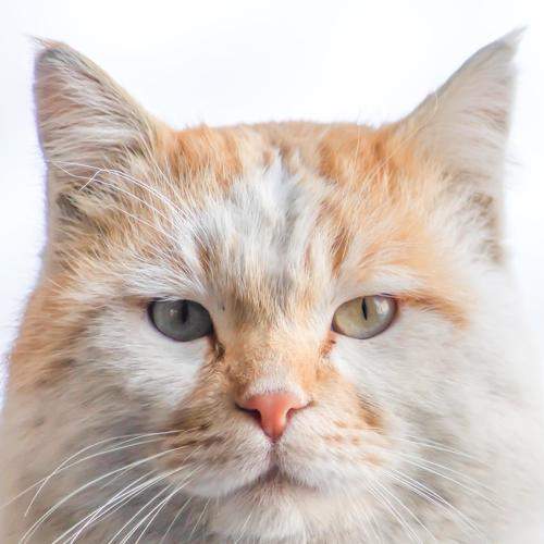Photo #8988799