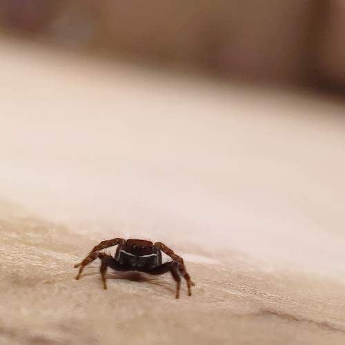 Photo #8989033