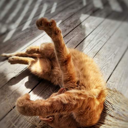 Photo #8989529