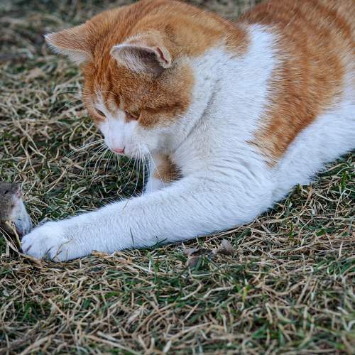 Photo #8990751