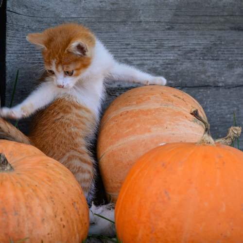 Photo #8990796