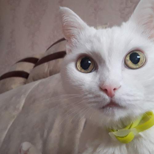 Котэ - 18 лет
