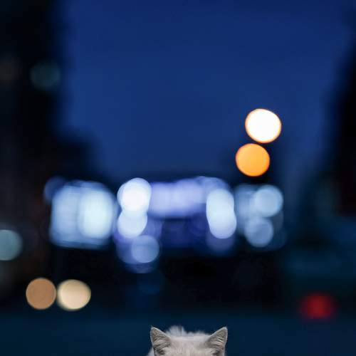 Photo #8991407