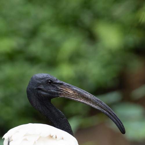 Photo #8992344