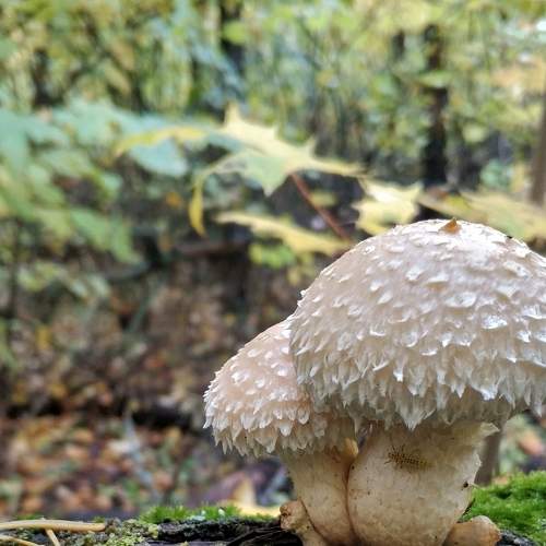 Photo #8992495