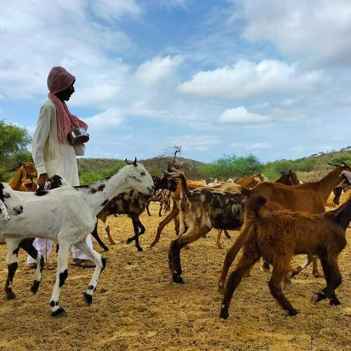 Grazing Goats on land