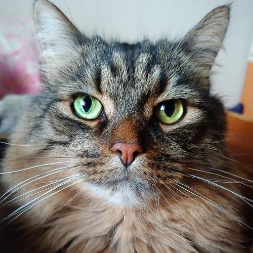 Photo #8992702
