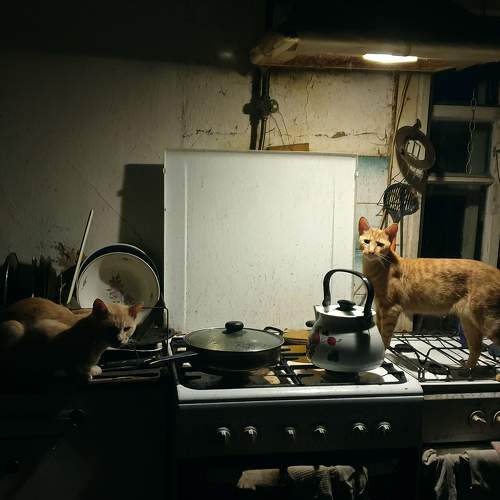 Photo #8992864