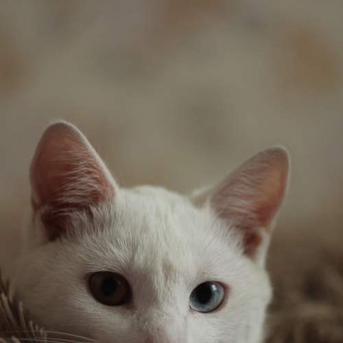 Photo #8993075