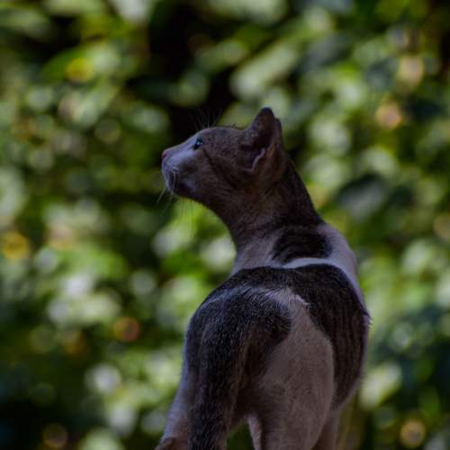 Wonder cat