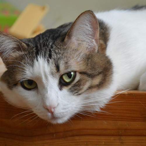 Photo #8994032