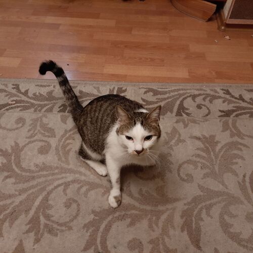 Photo #8994054