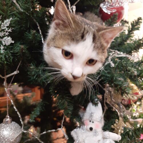 Photo #8994144