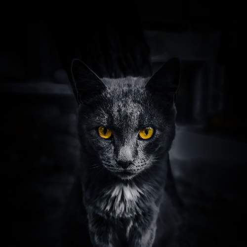 Inside The Mind Of Cat