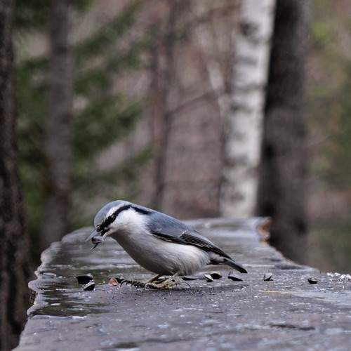 Photo #8994465