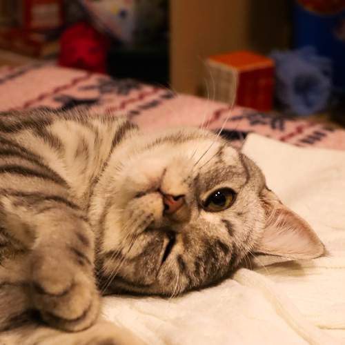 Photo #8995541