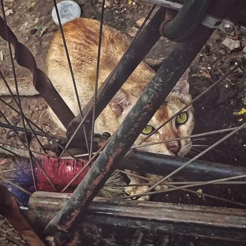 Photo #8995714