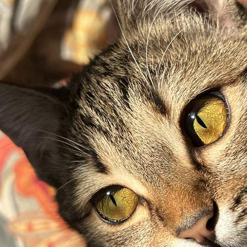 Photo #8995896