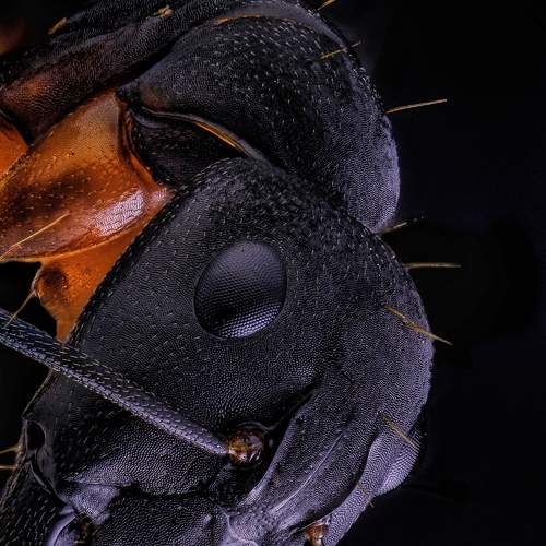 Formicine Ant or Common Black Ant