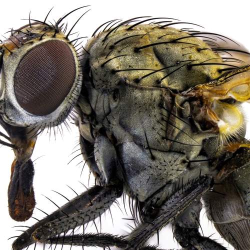 Pegomya Fly