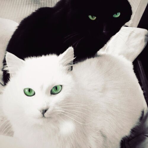 Photo #8996063