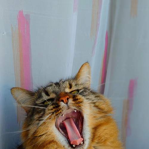 Photo #8996080