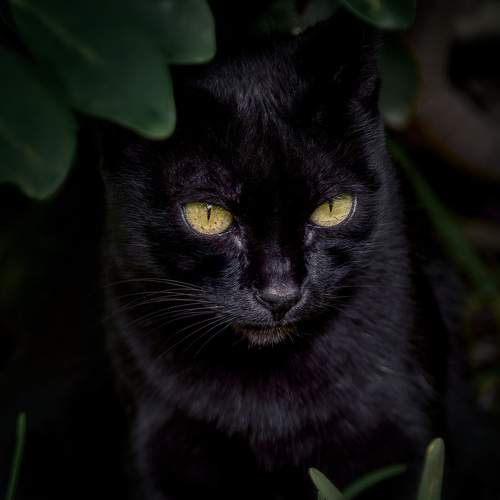 Black cat