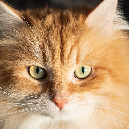 Photo #8997114