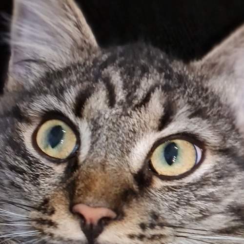 Photo #8997234
