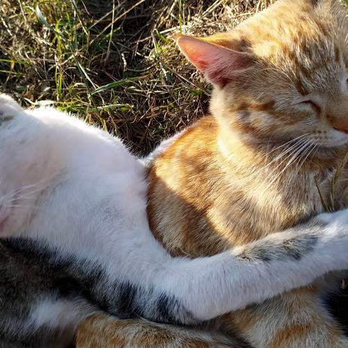 Photo #8997333