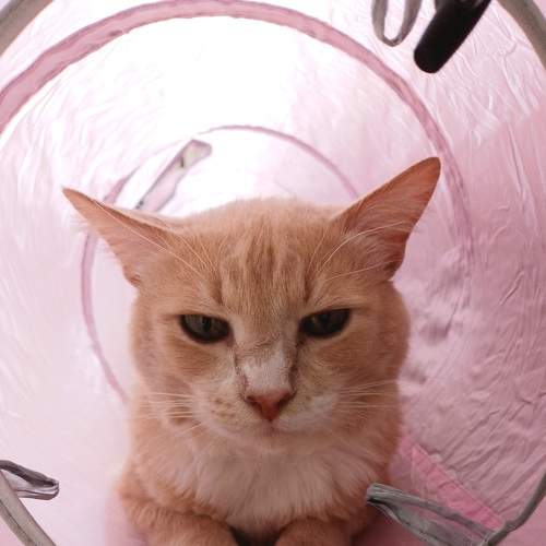 Кот