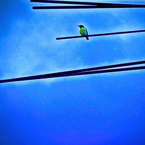 Colour bird