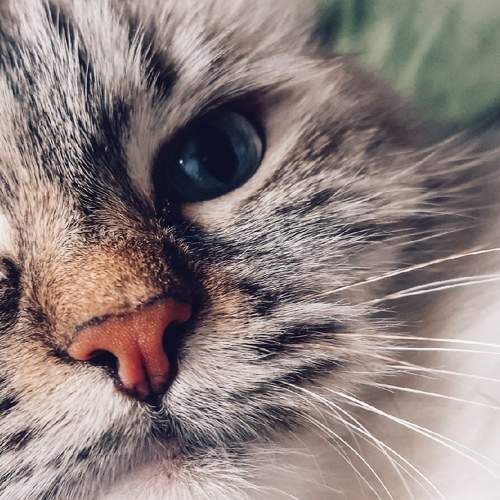 Photo #8997783