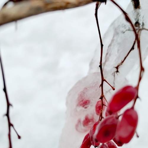 Photo #8997811